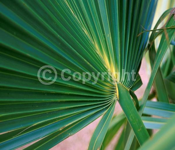 White blooms; Evergreen; Broadleaf