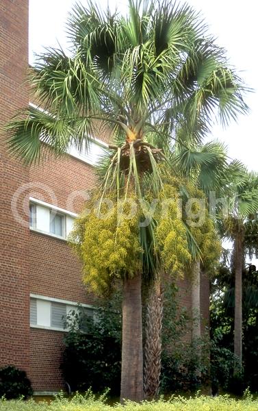 White blooms; Evergreen; Broadleaf; North American Native