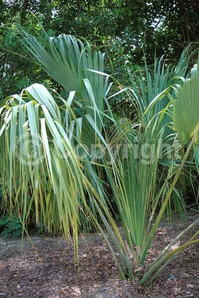 White blooms; Evergreen; Broadleaf; North American Native