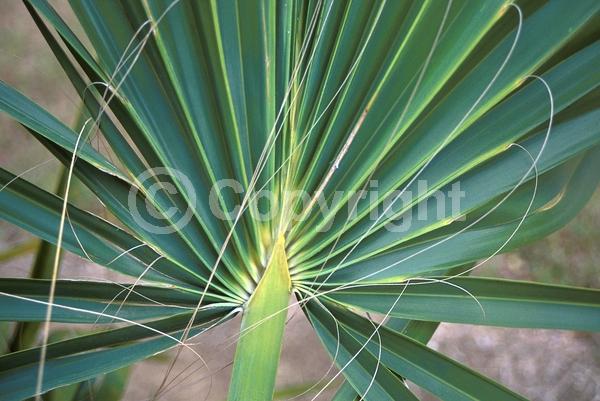 White blooms; Evergreen; Broadleaf; North American Native