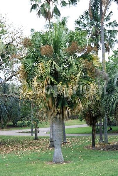 White blooms; Evergreen; Broadleaf; North American Native