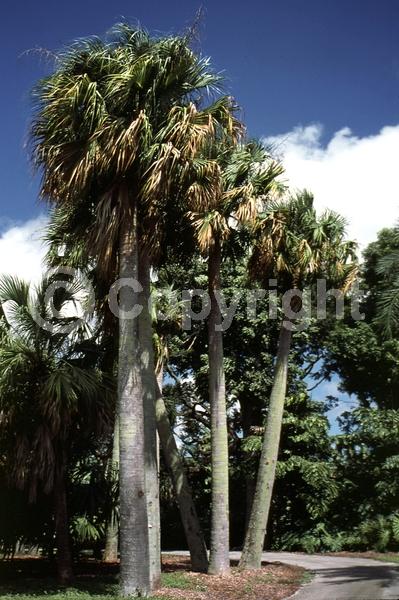 White blooms; Evergreen; Broadleaf; North American Native