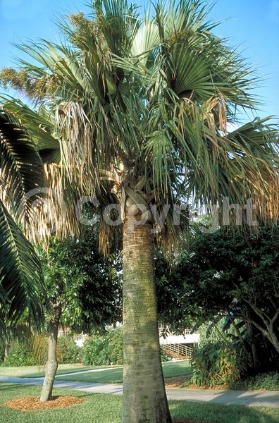 White blooms; Evergreen; Broadleaf; North American Native