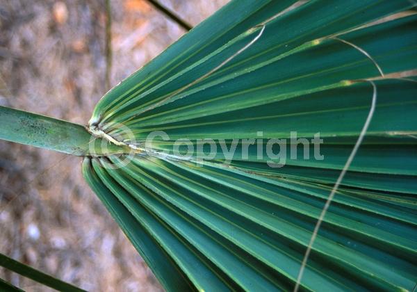 White blooms; Evergreen; Broadleaf