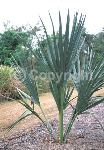 White blooms; Evergreen; Broadleaf