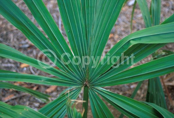 White blooms; Evergreen; Broadleaf