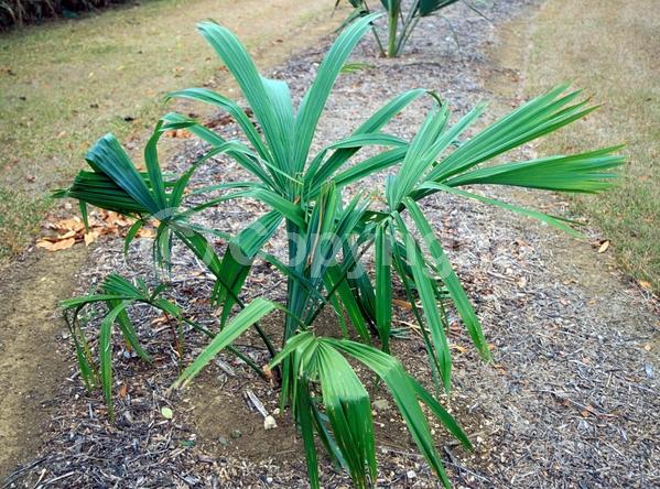 White blooms; Evergreen; Broadleaf