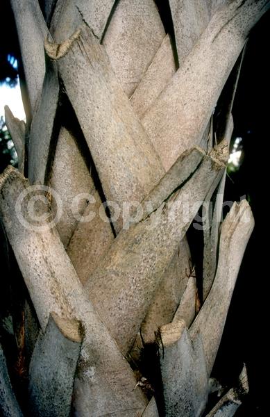 White blooms; Evergreen; Broadleaf; North American Native