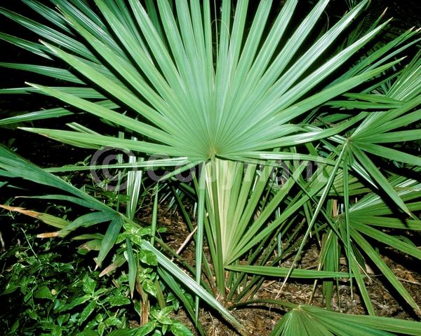 White blooms; Evergreen; Broadleaf; North American Native