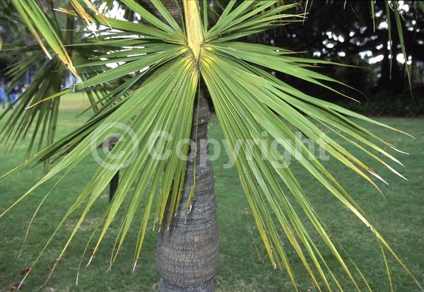 White blooms; Evergreen; Broadleaf; North American Native