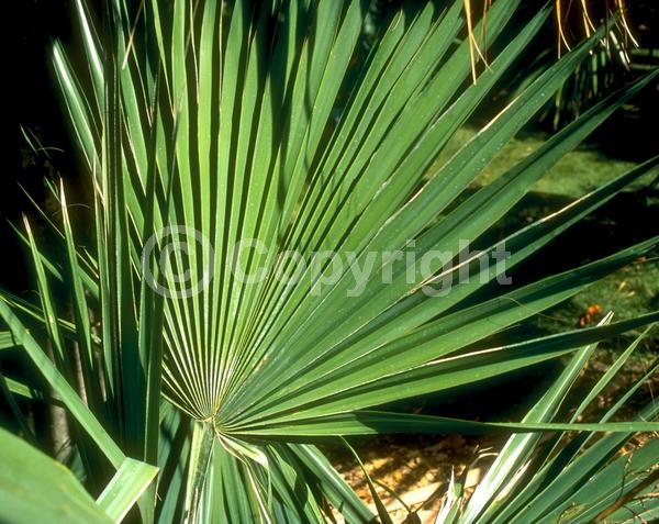 White blooms; Evergreen; Broadleaf; North American Native