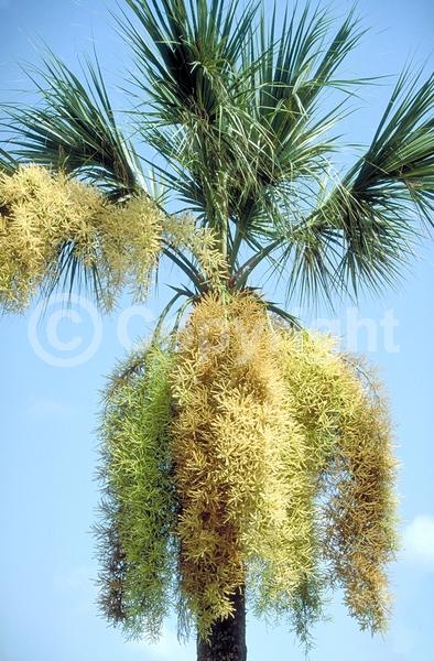 White blooms; Evergreen; Broadleaf; North American Native