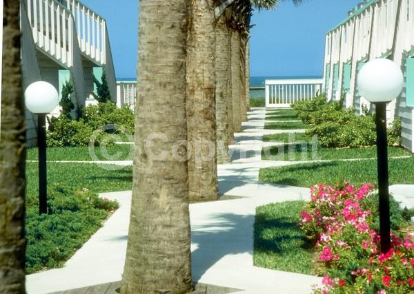 White blooms; Evergreen; Broadleaf; North American Native