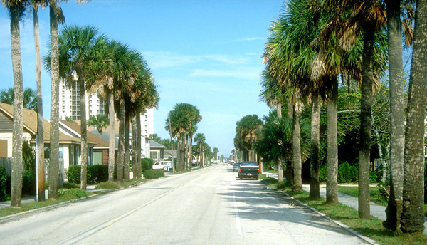 White blooms; Evergreen; Broadleaf; North American Native