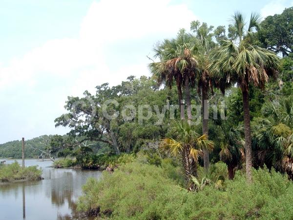 White blooms; Evergreen; Broadleaf; North American Native