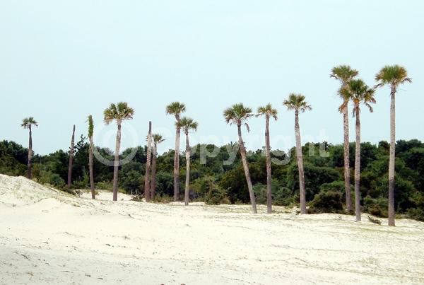 White blooms; Evergreen; Broadleaf; North American Native