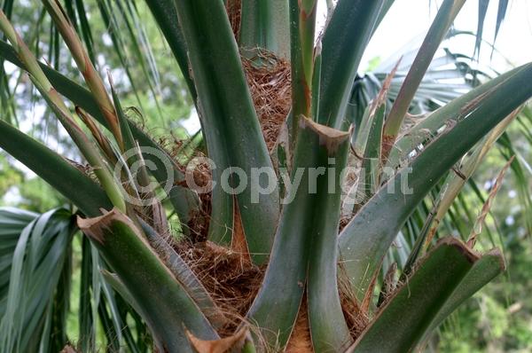White blooms; Evergreen; Broadleaf; North American Native