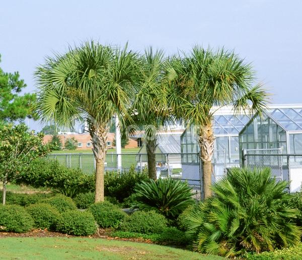 White blooms; Evergreen; Broadleaf; North American Native