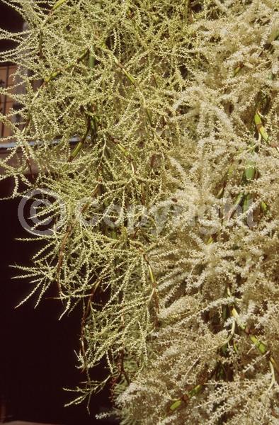 White blooms; Evergreen; Broadleaf; North American Native