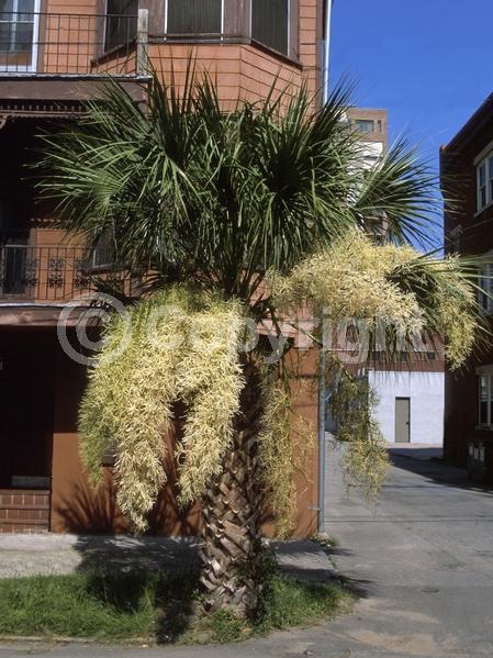 White blooms; Evergreen; Broadleaf; North American Native