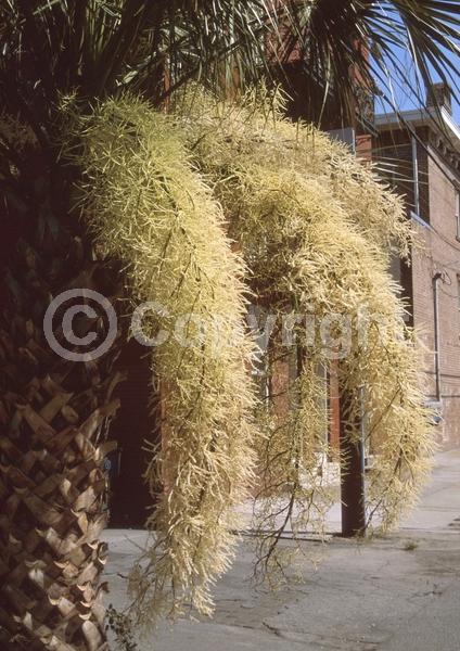 White blooms; Evergreen; Broadleaf; North American Native