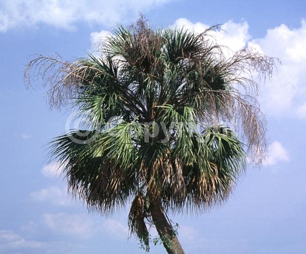 White blooms; Evergreen; Broadleaf; North American Native