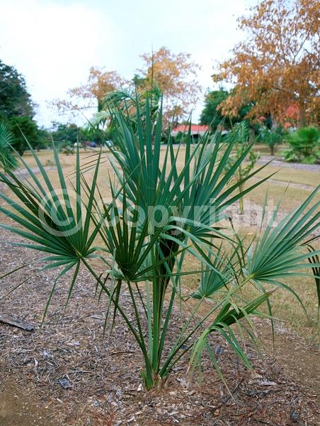 White blooms; Evergreen; Broadleaf