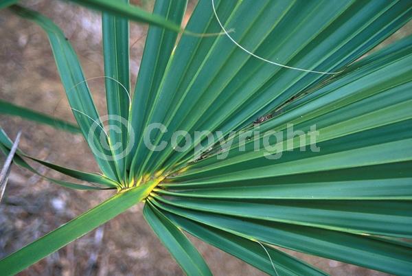 White blooms; Evergreen; Broadleaf