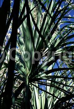 White blooms; Evergreen; Broadleaf