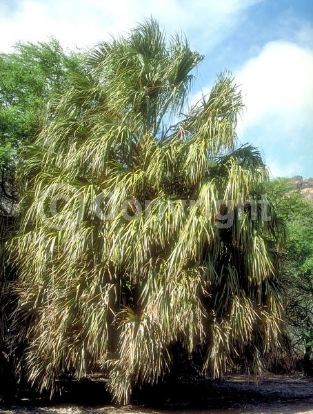 White blooms; Evergreen; Broadleaf