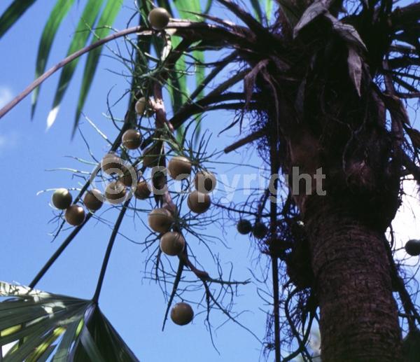 White blooms; Evergreen