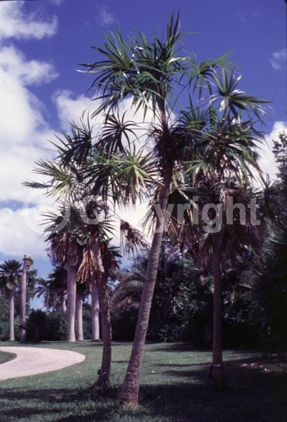 White blooms; Evergreen