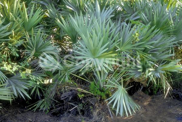 White blooms; Evergreen; Broadleaf; North American Native
