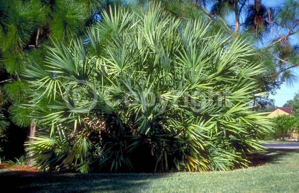 White blooms; Evergreen; Broadleaf; North American Native