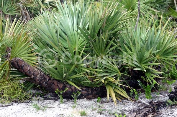 White blooms; Evergreen; Broadleaf; North American Native
