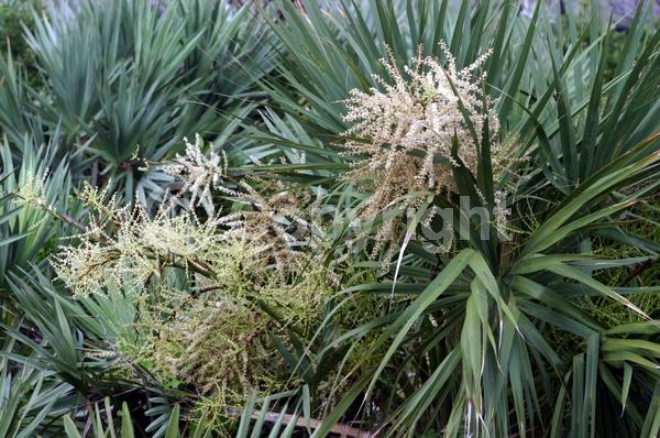 White blooms; Evergreen; Broadleaf; North American Native