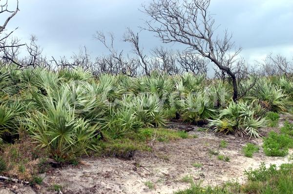 White blooms; Evergreen; Broadleaf; North American Native