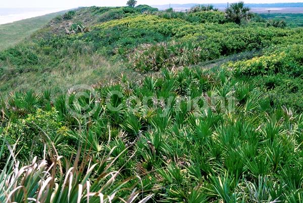 White blooms; Evergreen; Broadleaf; North American Native