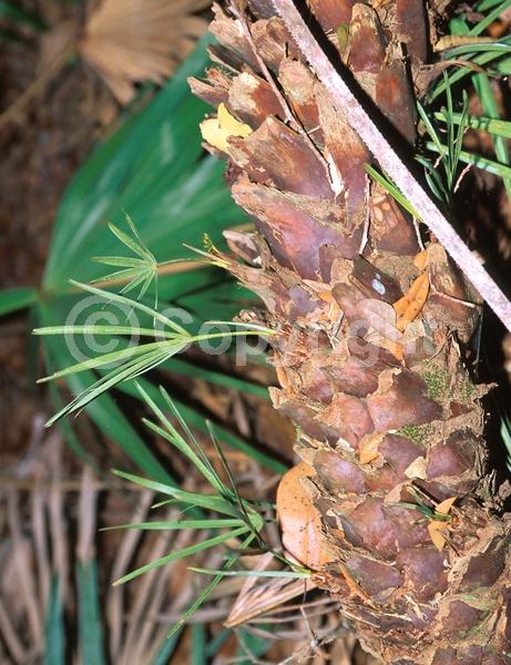White blooms; Evergreen; Broadleaf; North American Native
