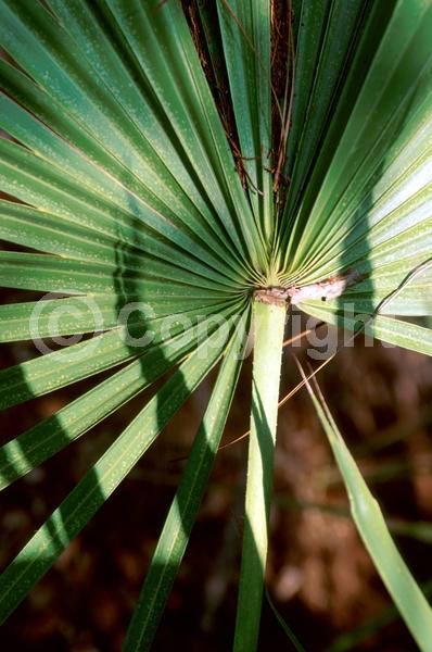 White blooms; Evergreen; Broadleaf; North American Native