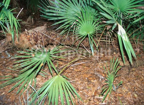 White blooms; Evergreen; Broadleaf; North American Native