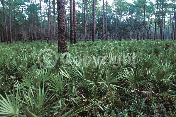 White blooms; Evergreen; Broadleaf; North American Native