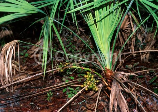 White blooms; Evergreen; Broadleaf; North American Native