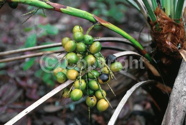 White blooms; Evergreen; Broadleaf; North American Native