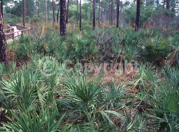 White blooms; Evergreen; Broadleaf; North American Native