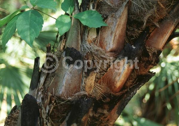 White blooms; Evergreen; Broadleaf; North American Native