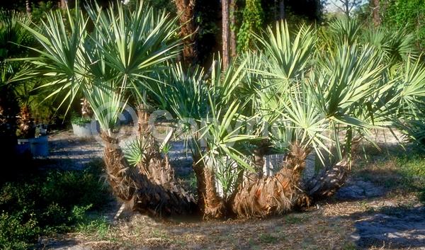 White blooms; Evergreen; Broadleaf; North American Native