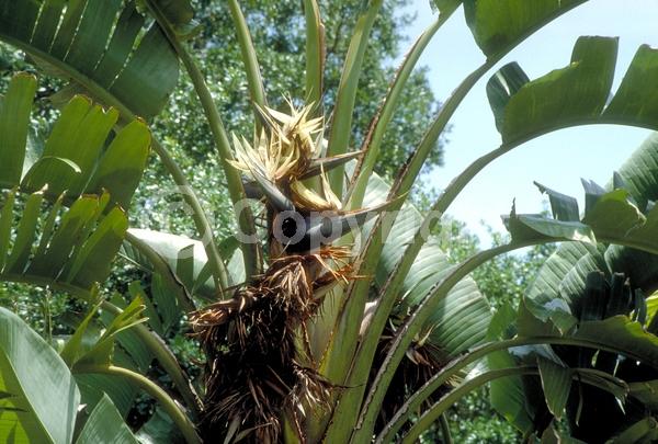 Purple blooms; White blooms; Evergreen; Broadleaf