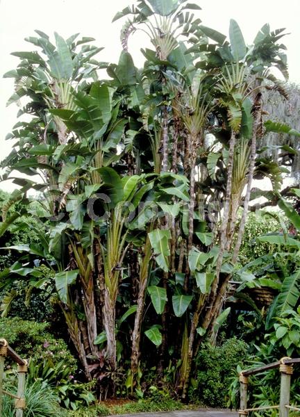 Purple blooms; White blooms; Evergreen; Broadleaf