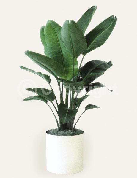 Purple blooms; White blooms; Evergreen; Broadleaf